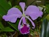 Cattleya jenmanii 